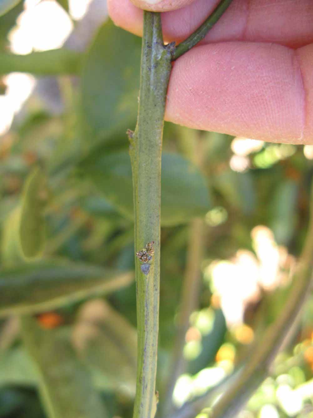              First year twig (Winter Haven, FL)       